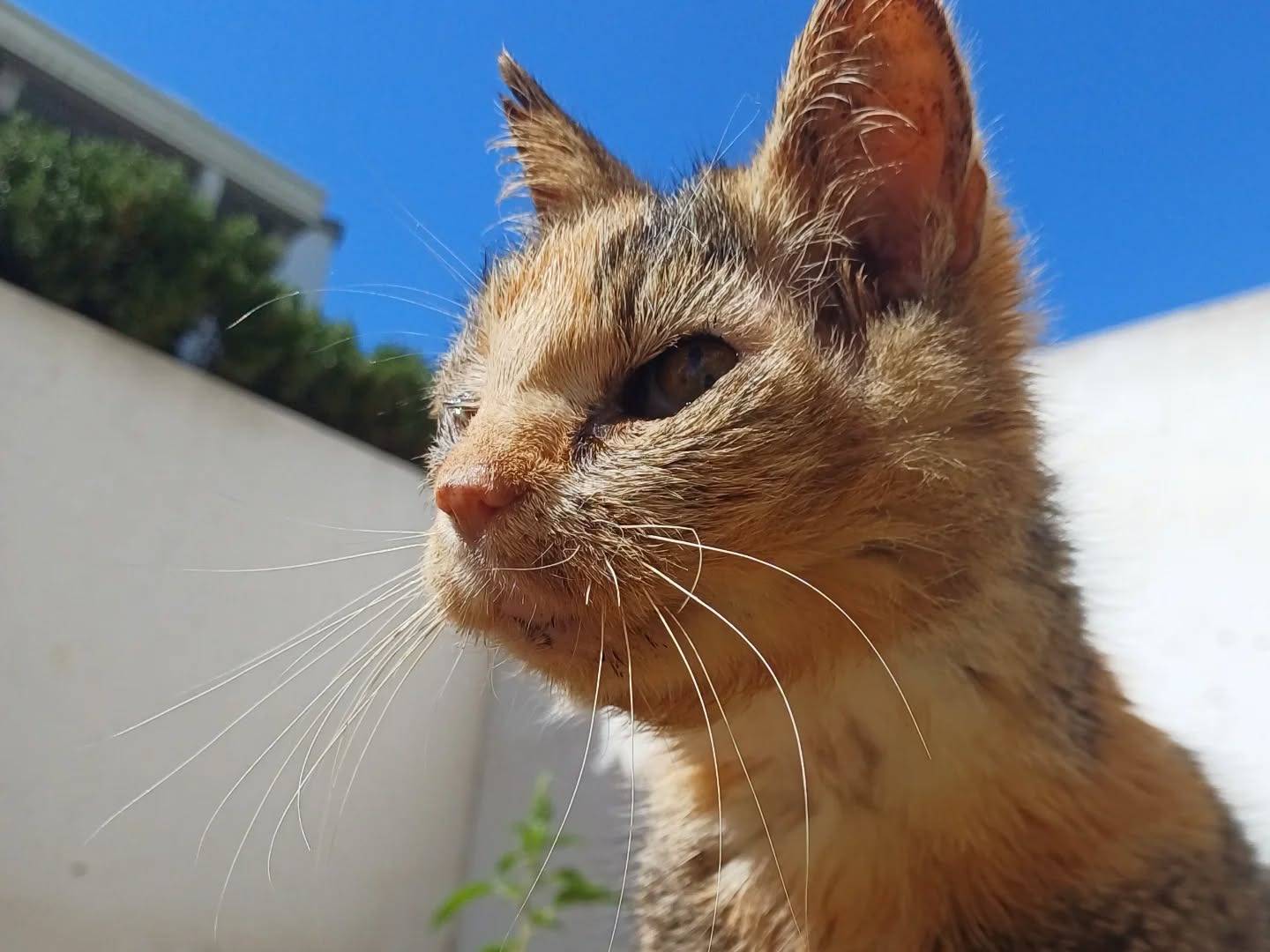 Vuoi adottare un gatto a Lecce?