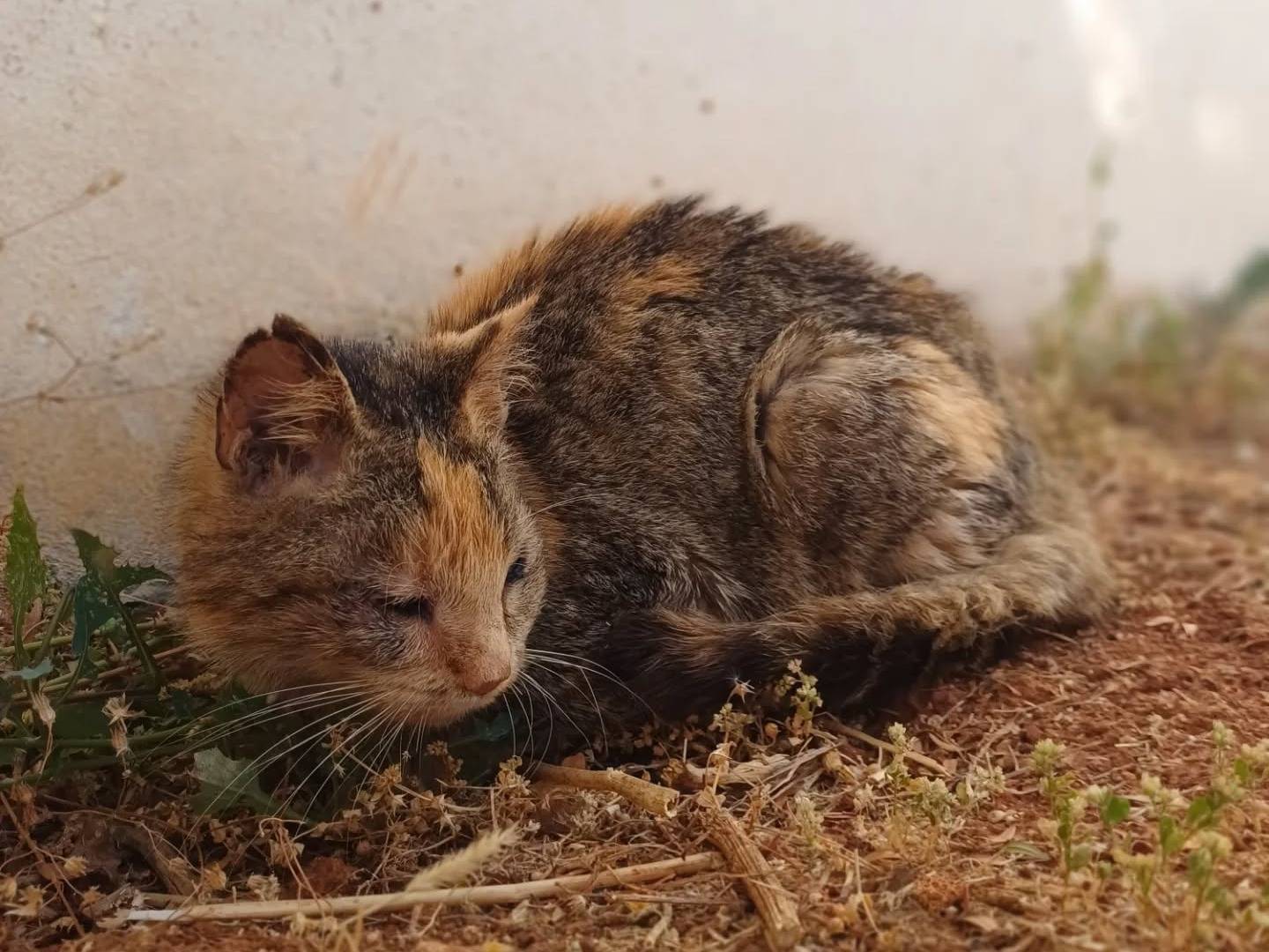 Adotta il gatto Amaya a Lecce
