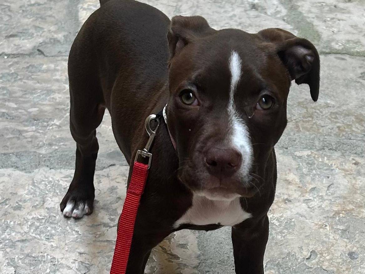 Adozione cane, femmina, Pitbull Razza sconosciuta, 3 mesi, taglia media, Latina