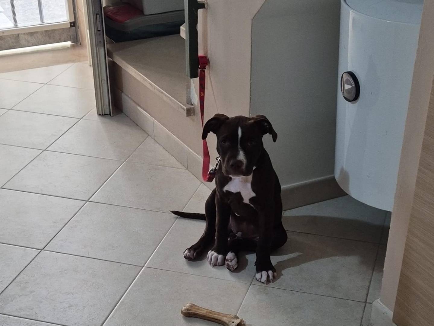 Adotta un cane, femmina, 3 mesi, Latina