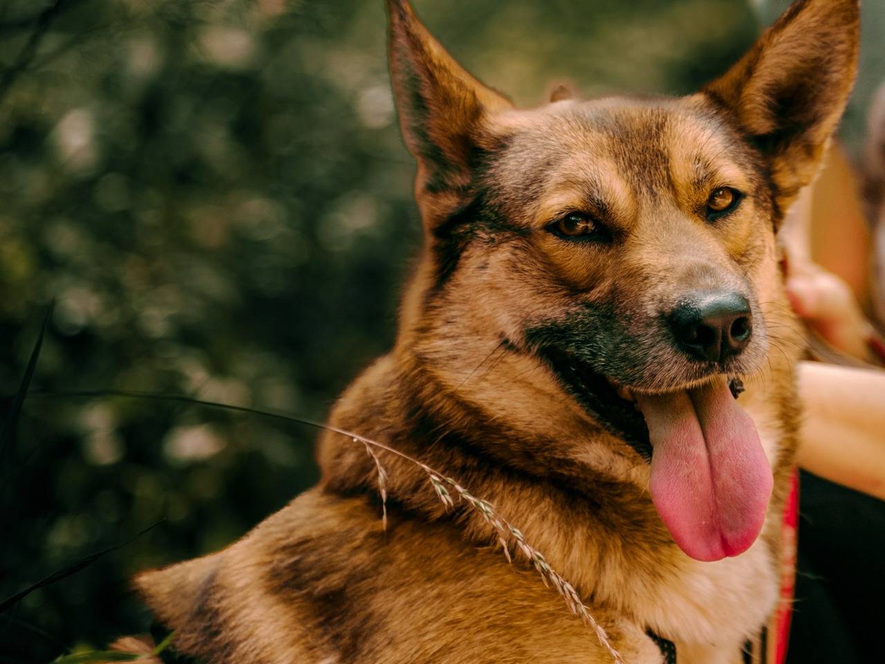 Vuoi adottare un cane a Milano?
