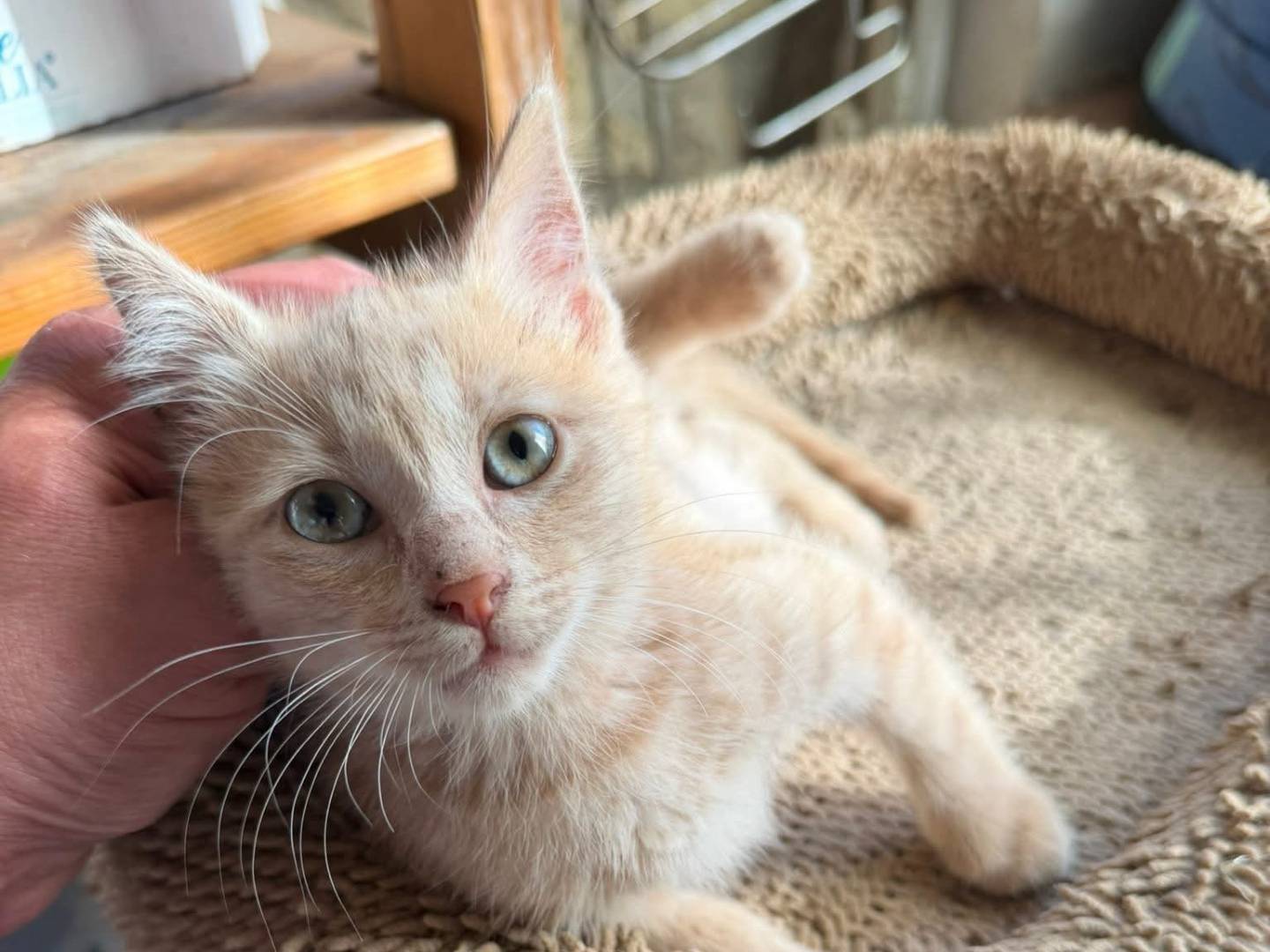 Adozione gatto, maschio, Razza sconosciuta Razza sconosciuta, 2 mesi, taglia non valida, Latina
