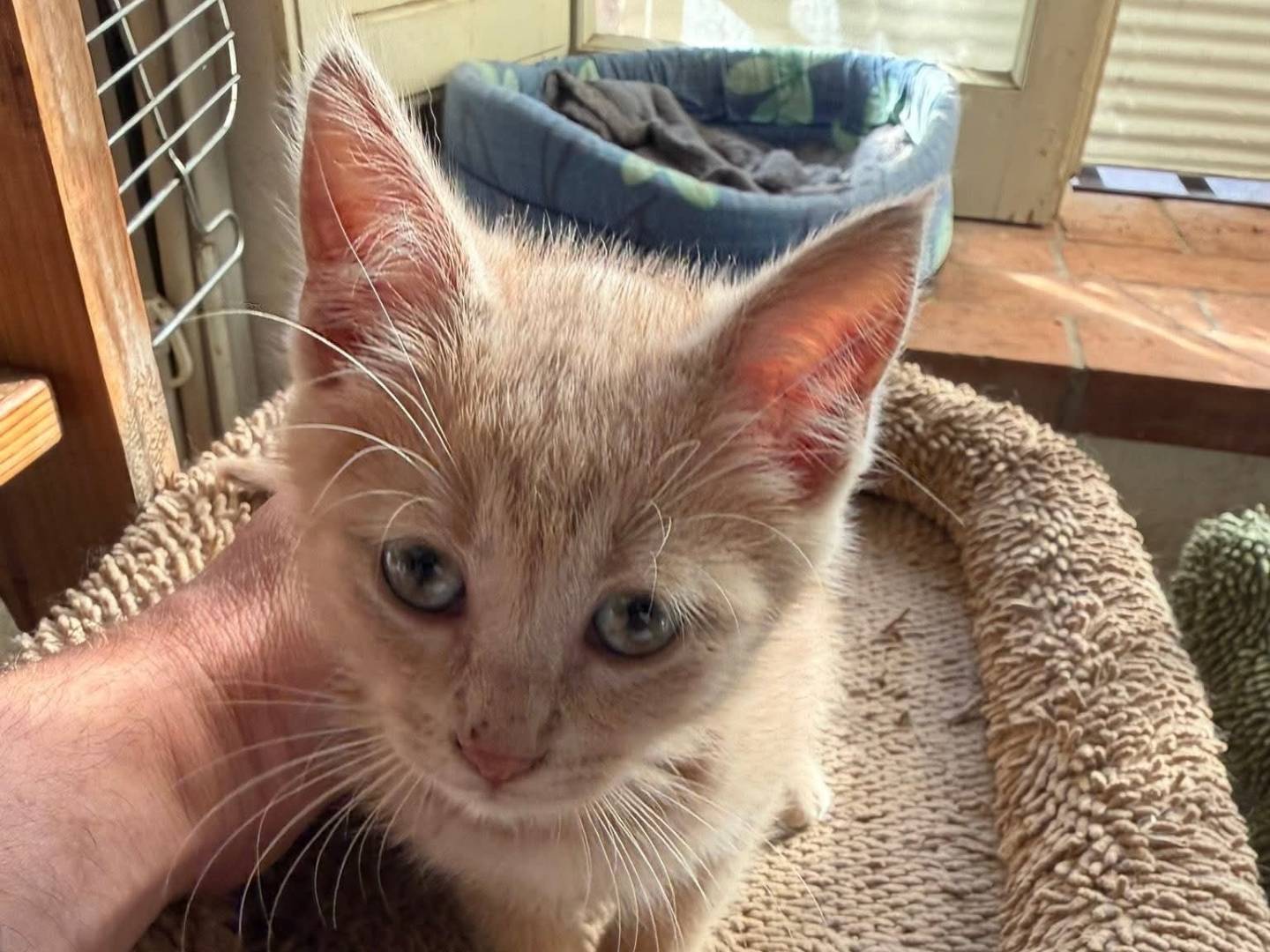 Adotta un gatto, maschio, 2 mesi, Latina