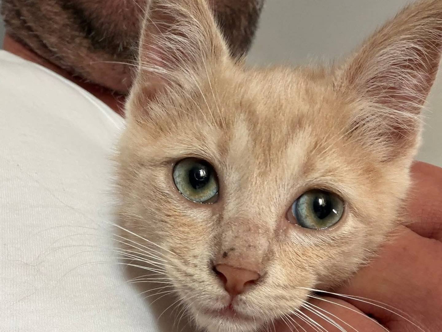 Adotta un gatto, taglia non valida, maschio, Latina