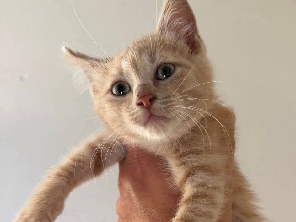 Vuoi adottare un gatto a Latina?
