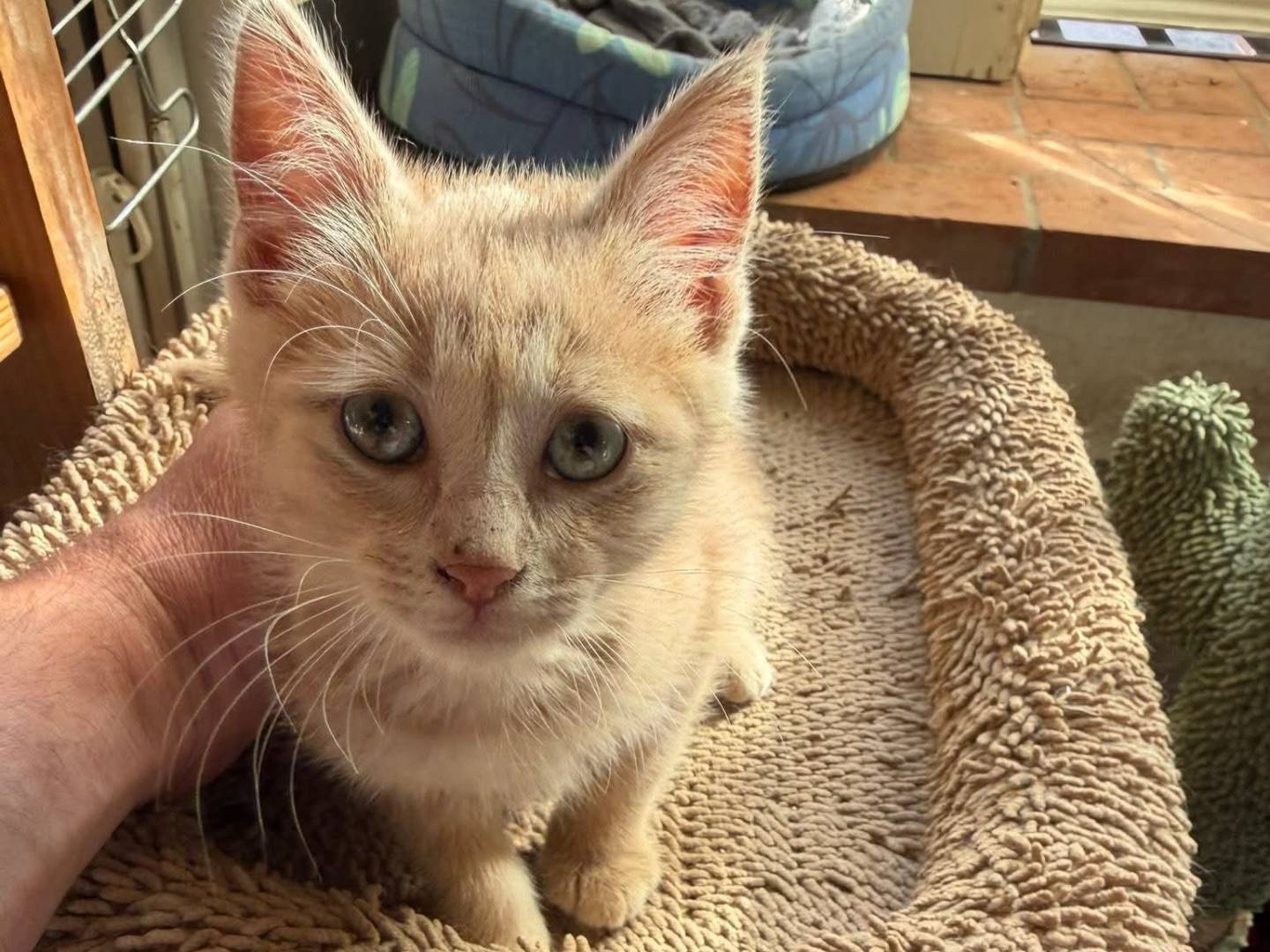 Adotta il gatto Isidoro a Latina