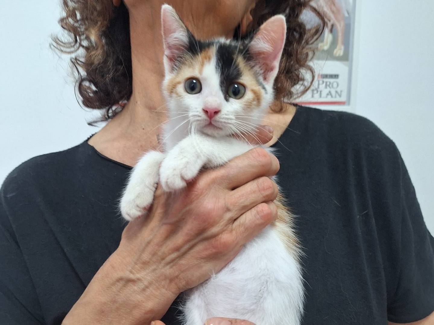 Adozione gatto, femmina, Razza sconosciuta Razza sconosciuta, 2 mesi, taglia non valida, Genova