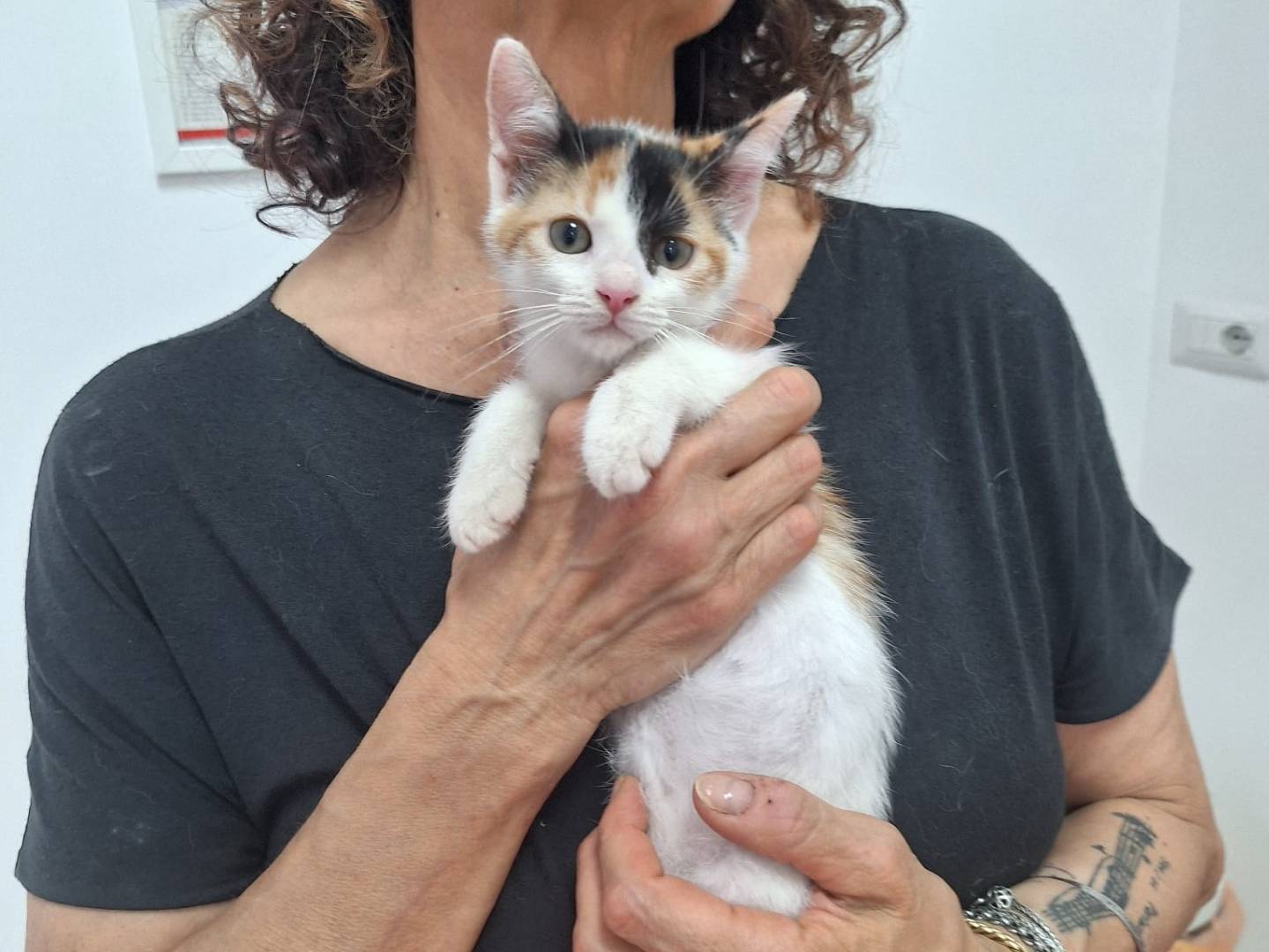 Adotta un gatto, taglia non valida, femmina, Genova