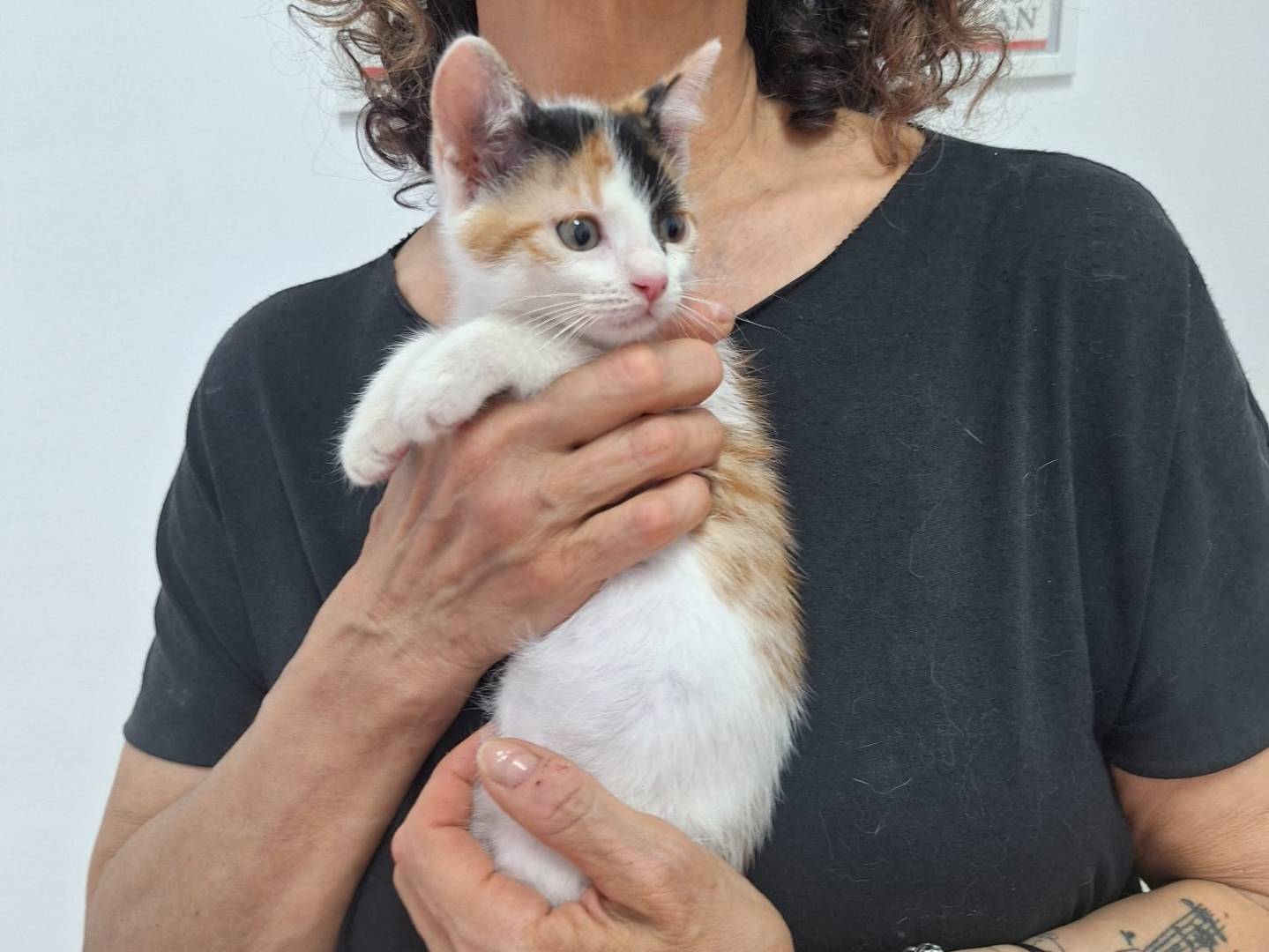 Vuoi adottare un gatto a Genova?