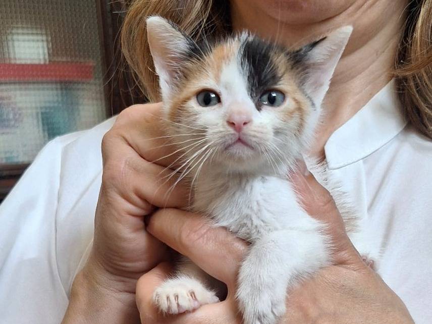 Adotta un gatto, femmina, 2 mesi, Genova