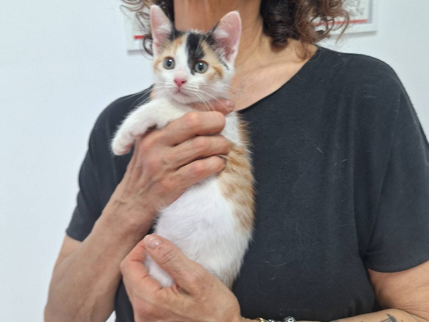 Adotta il gatto Odette a Genova