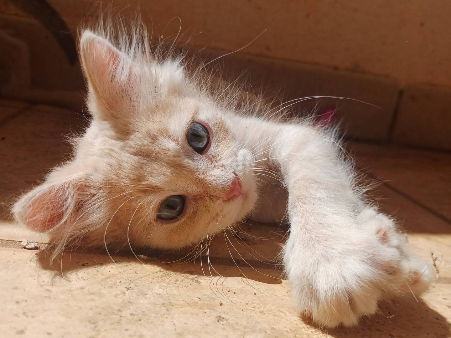 Adozione gatto, maschio, Razza sconosciuta Razza sconosciuta, 2 mesi, taglia non valida, Lecce