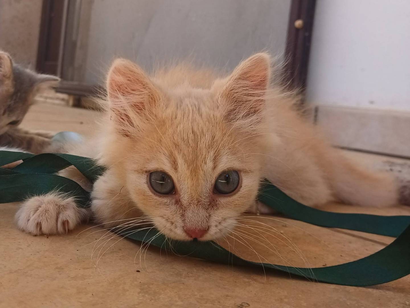 Adotta un gatto, maschio, 2 mesi, Lecce