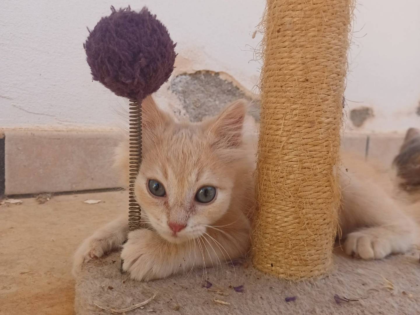 Adotta un gatto, taglia non valida, maschio, Lecce