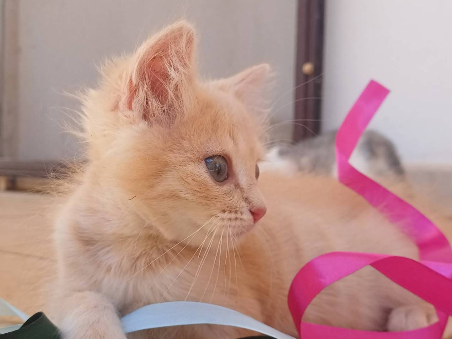 Vuoi adottare un gatto a Lecce?