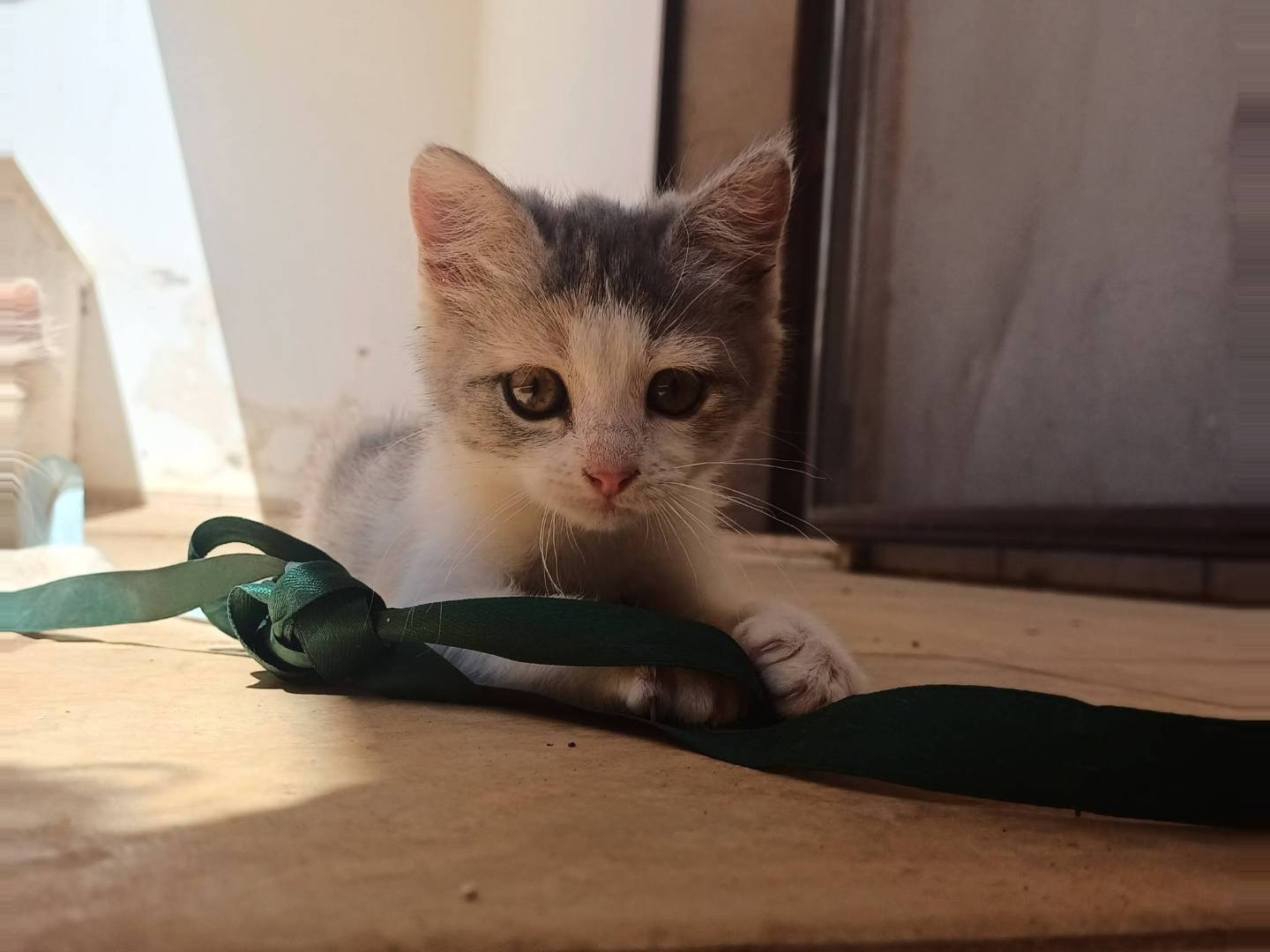Adozione gatto, femmina, Razza sconosciuta Razza sconosciuta, 2 mesi, taglia non valida, Lecce