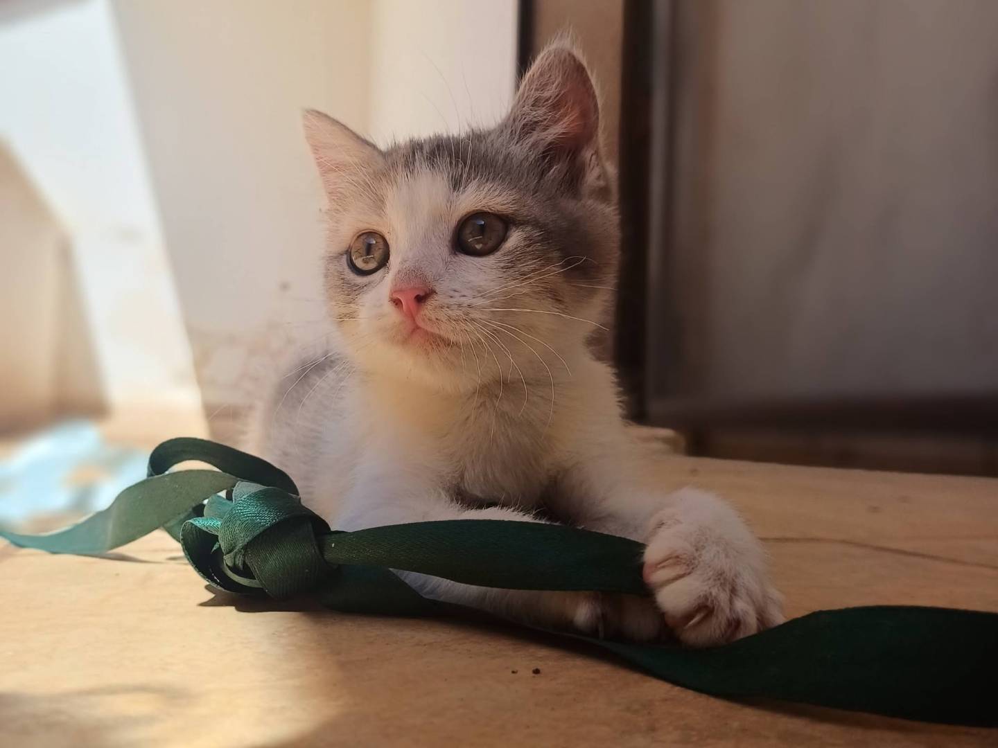 Adotta un gatto, femmina, 2 mesi, Lecce