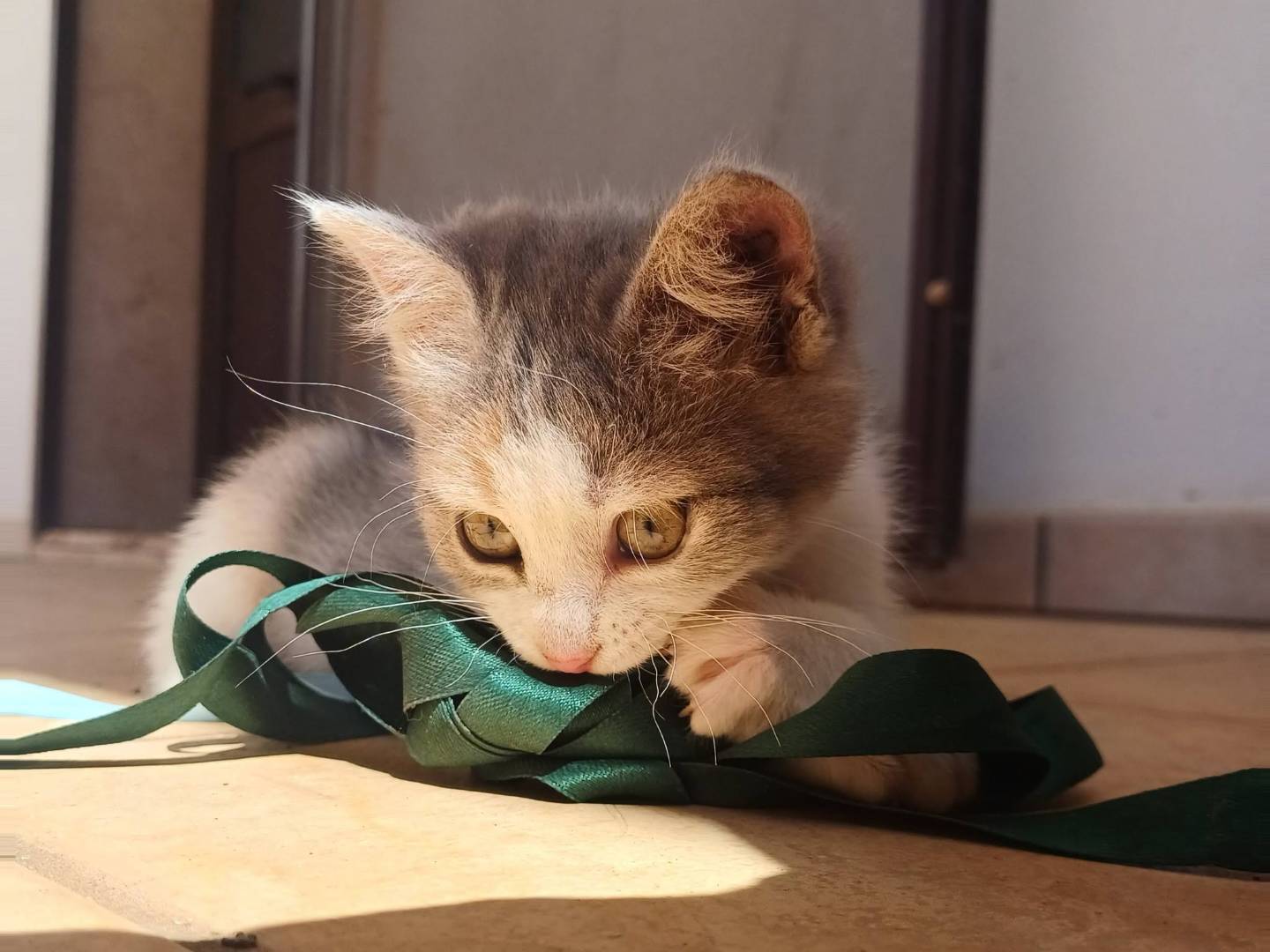 Adotta un gatto, taglia non valida, femmina, Lecce