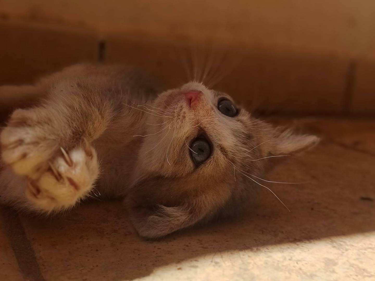 Adozione gatto, maschio, Razza sconosciuta Razza sconosciuta, 2 mesi, taglia non valida, Lecce