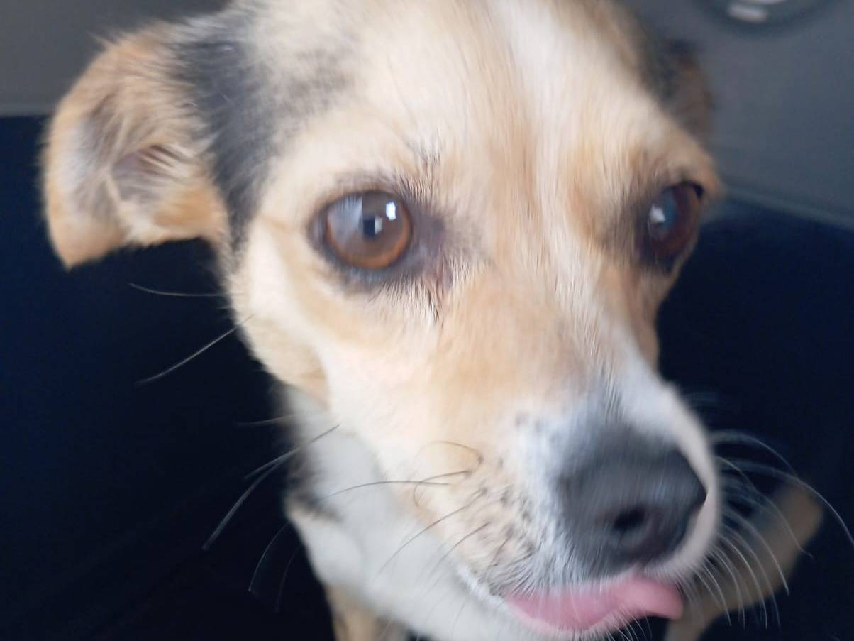 Adotta un cane, femmina, 3 anni e 7 mesi, Latina