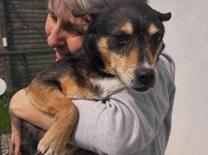 Adozione cane, maschio, Razza sconosciuta Razza sconosciuta, 7 anni e 9 mesi, taglia piccola, Lodi