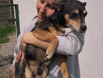 Adotta un cane, maschio, 7 anni e 9 mesi, Lodi