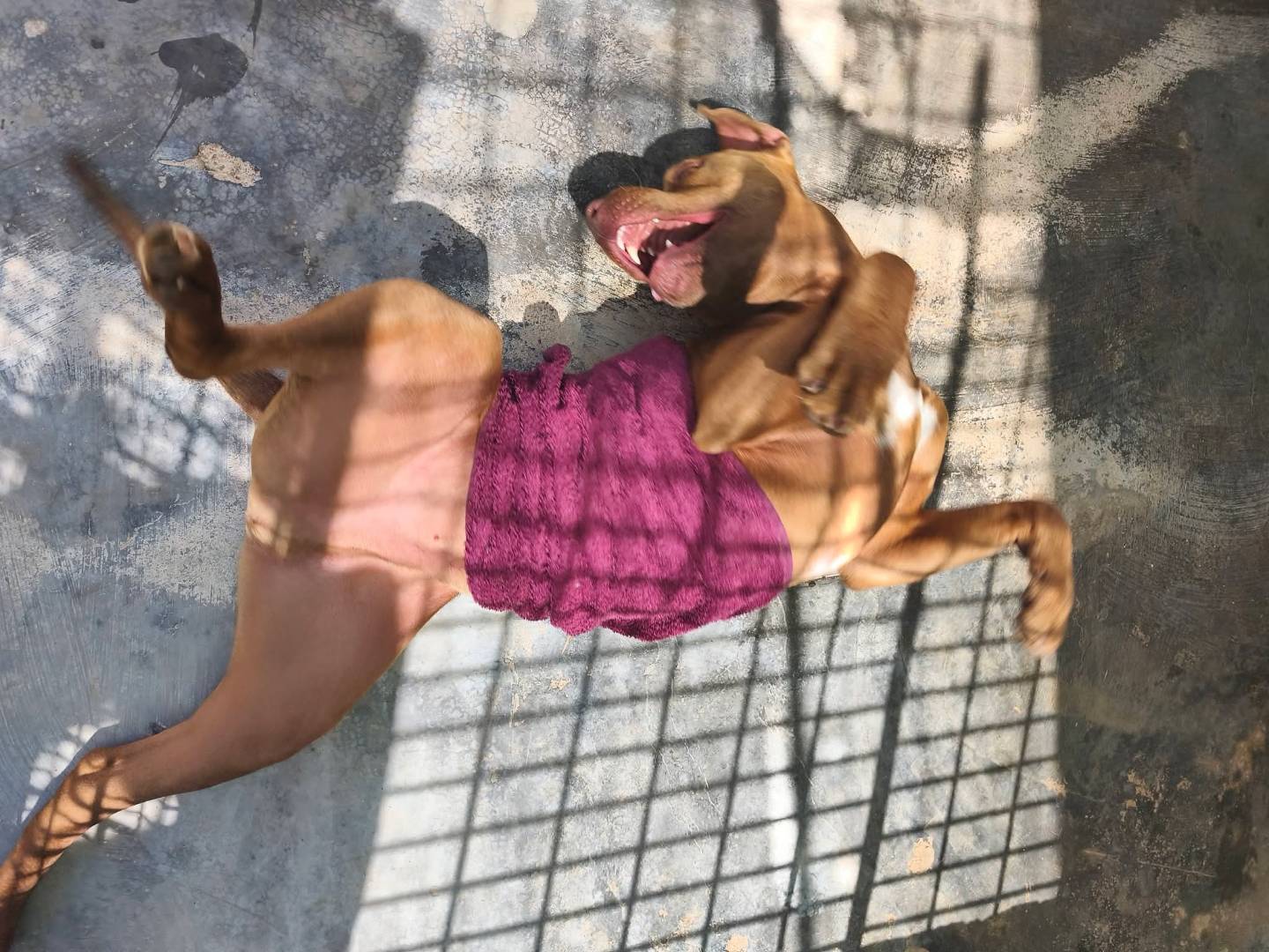 Vuoi adottare un cane a Bari?