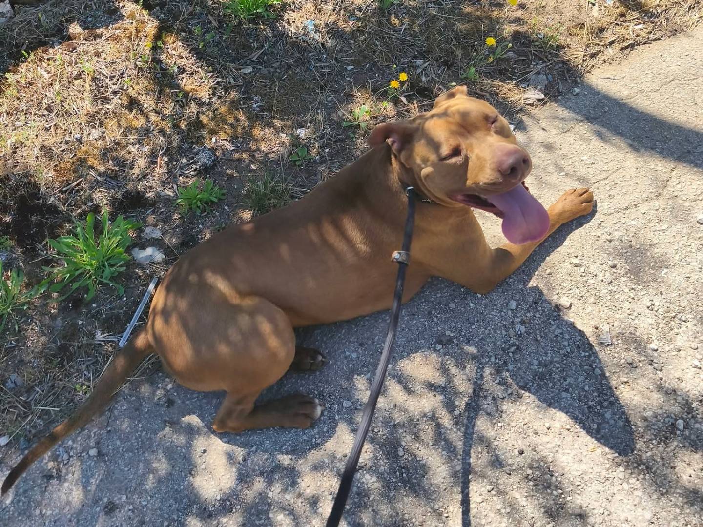 Adotta il cane Jago a Bari