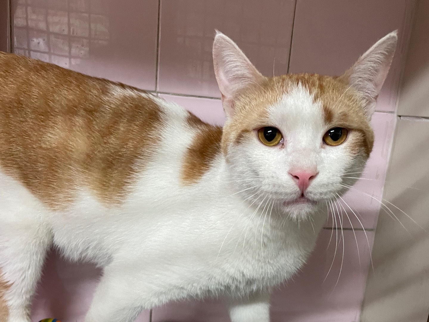 Adozione gatto, maschio, Razza sconosciuta Razza sconosciuta, 1 anno e 2 mesi, taglia non valida, Milano