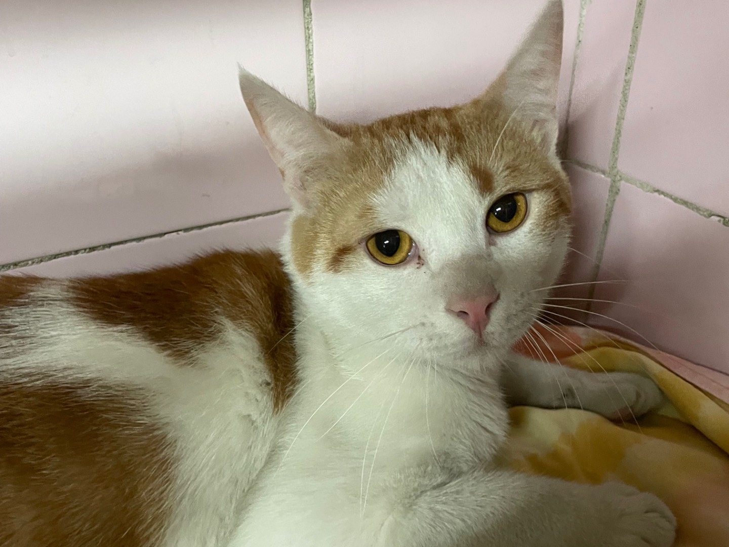 Adotta un gatto, maschio, 1 anno e 2 mesi, Milano
