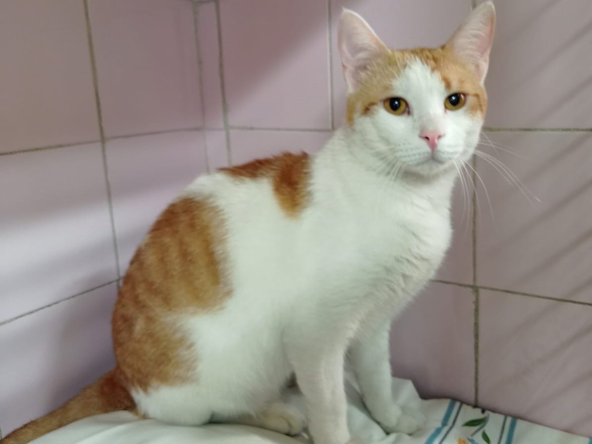 Adotta un gatto, taglia non valida, maschio, Milano