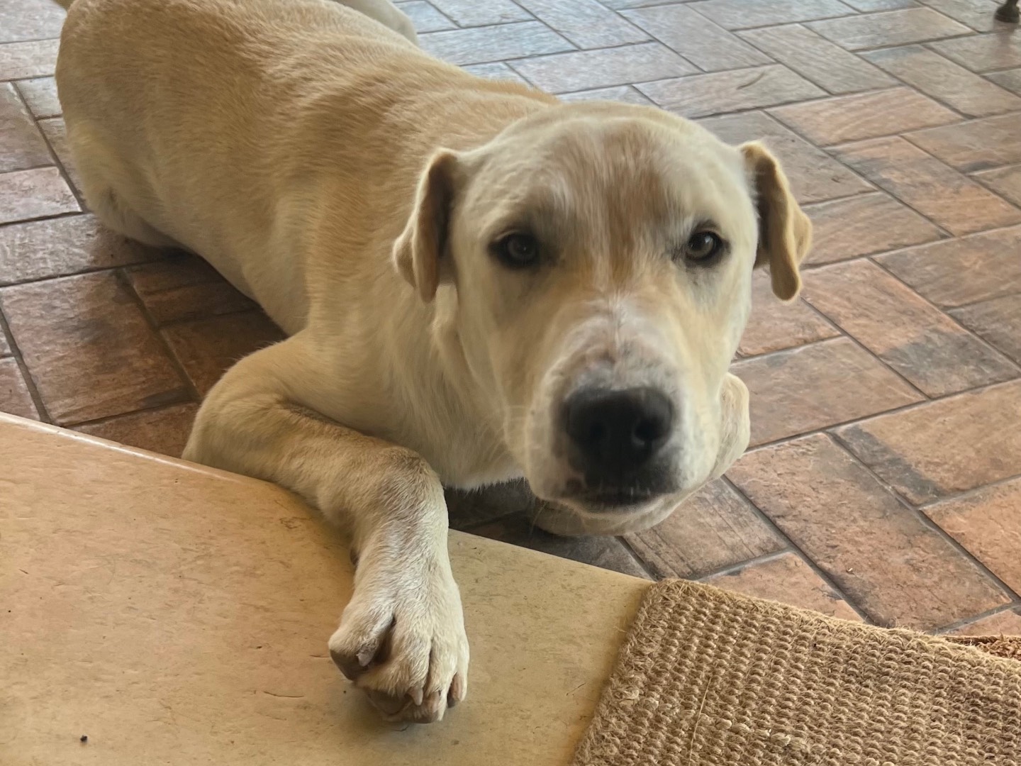 Adotta un cane, taglia grande, maschio, Siracusa