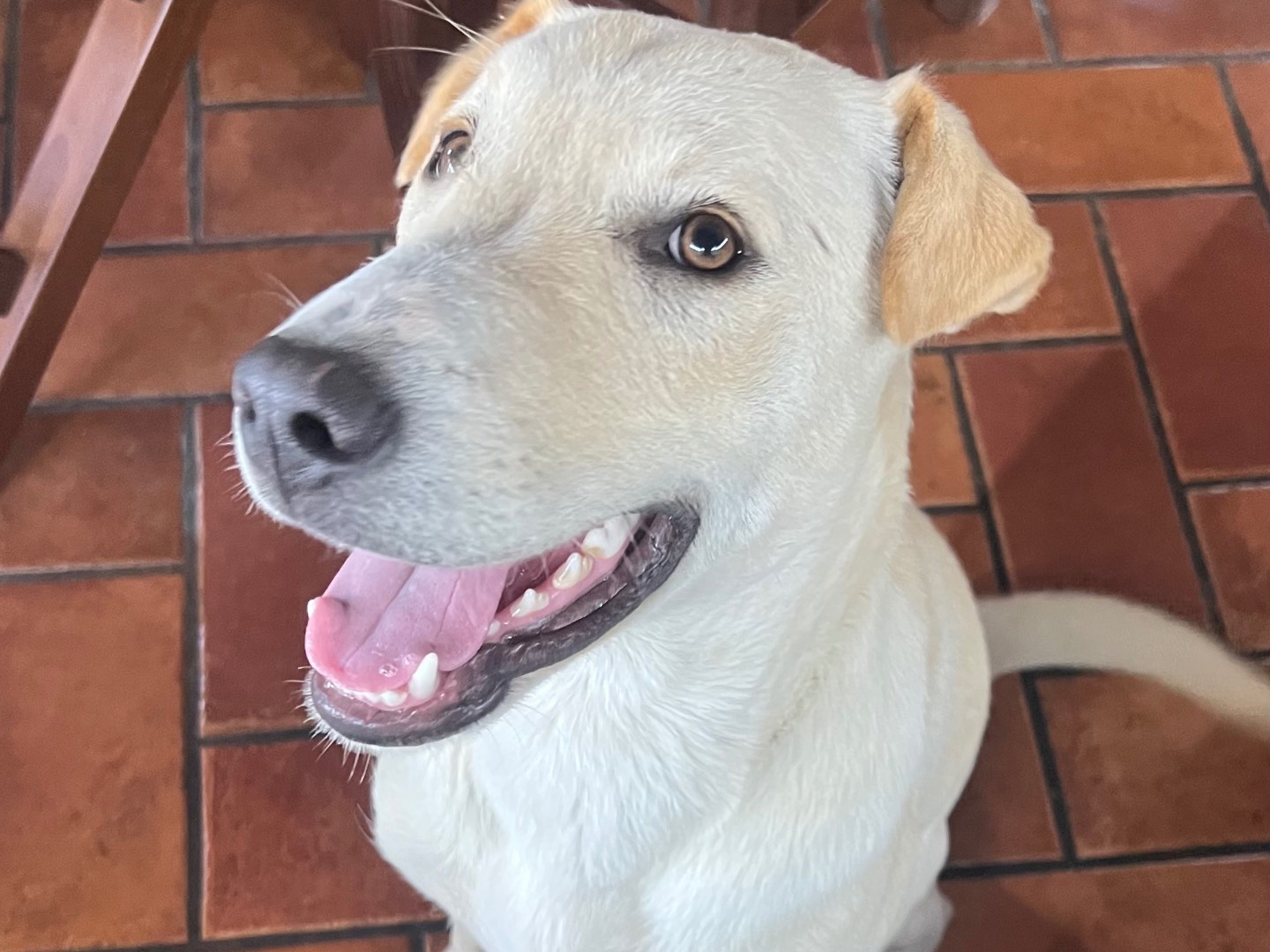 Vuoi adottare un cane a Siracusa?
