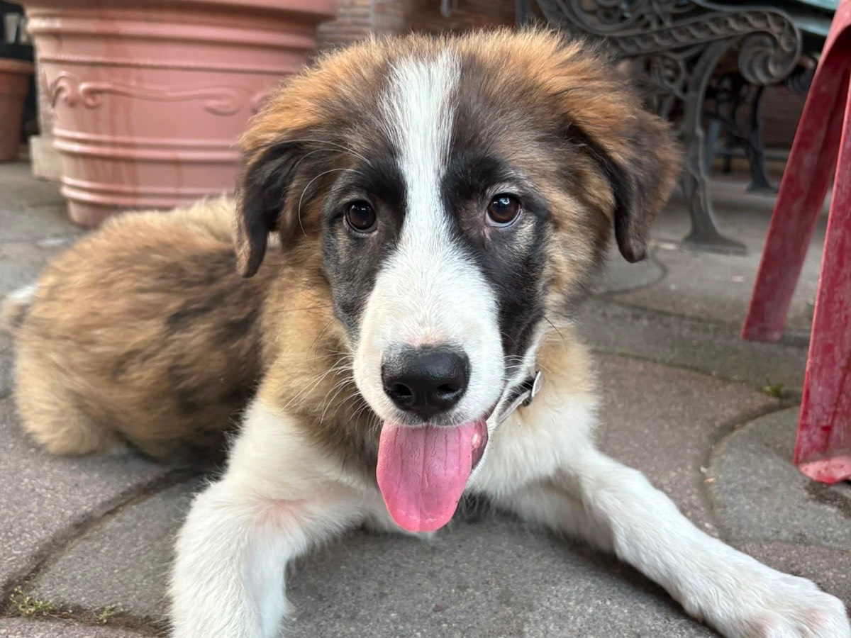Adozione cane, maschio, Razza sconosciuta Razza sconosciuta, 4 mesi, taglia piccola, Napoli