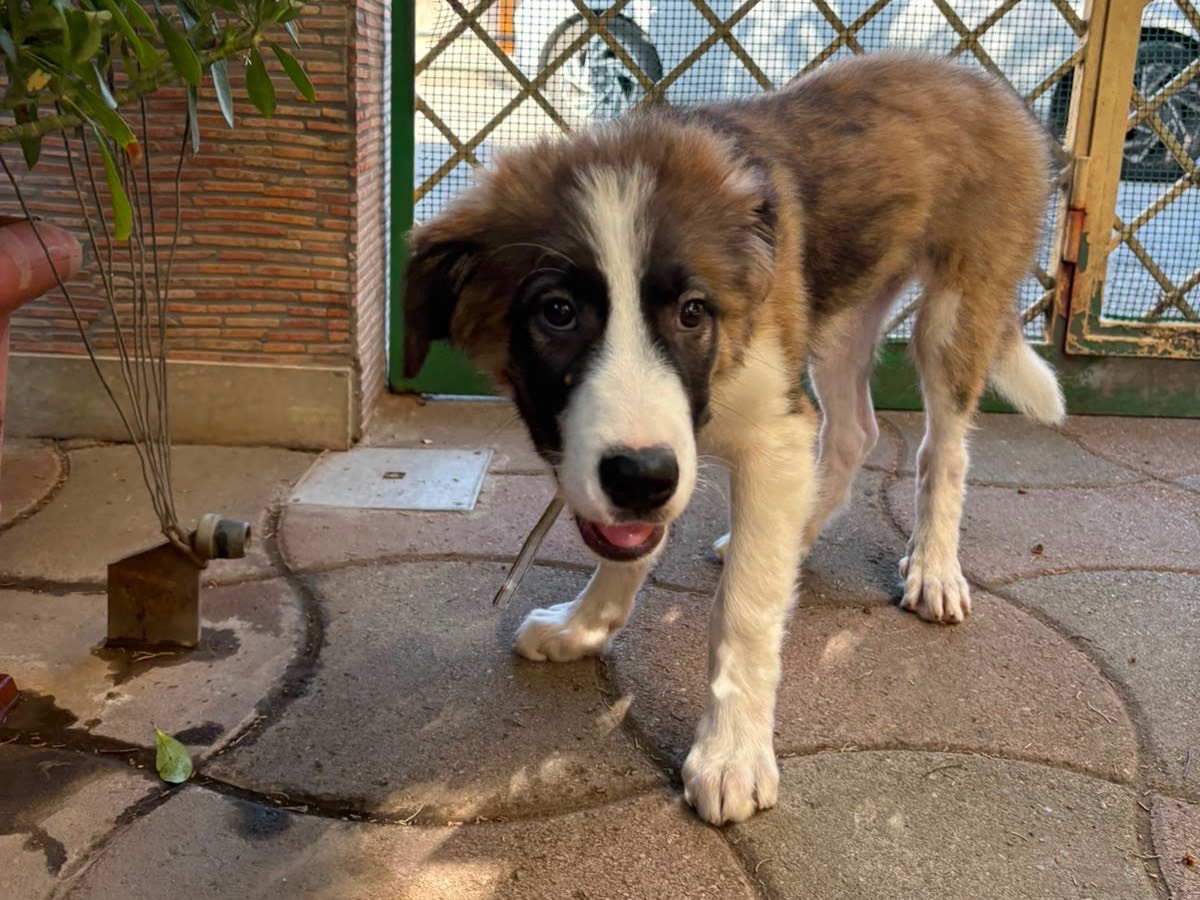 Adotta un cane, taglia piccola, maschio, Napoli