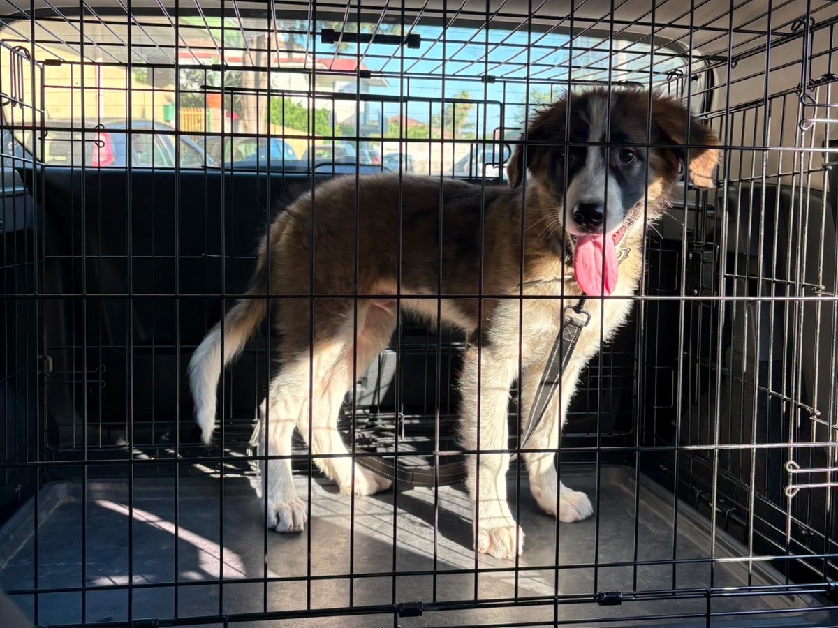 Vuoi adottare un cane a Napoli?