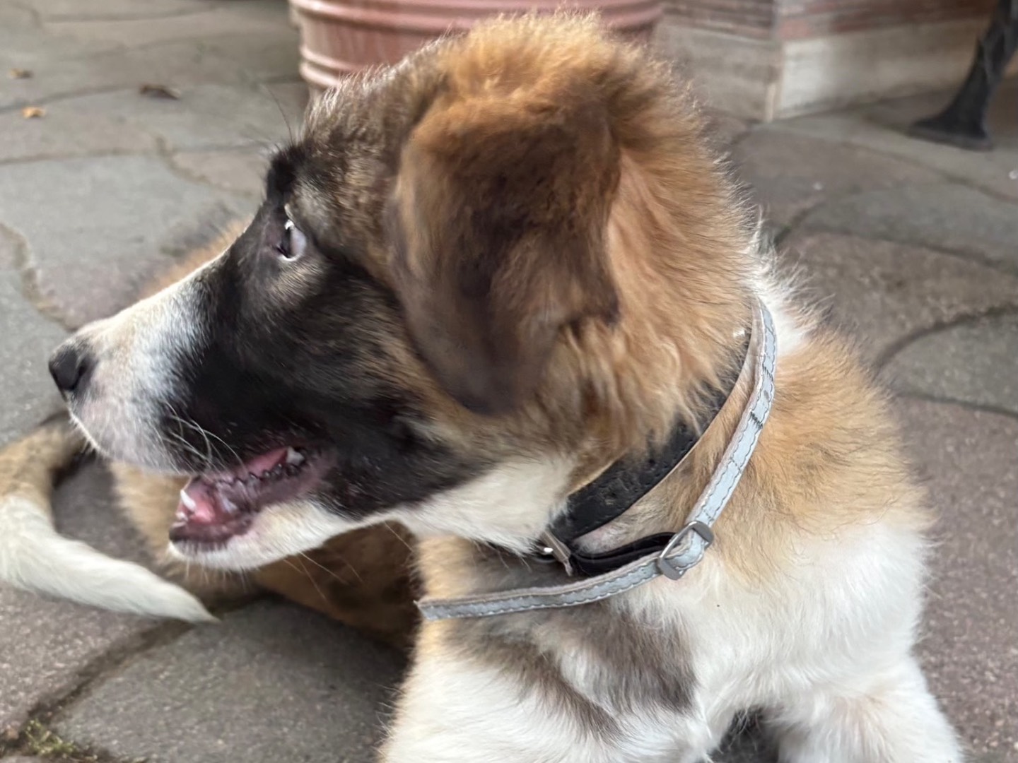Adotta il cane Dino a Napoli