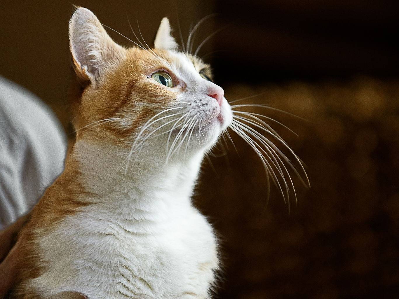 Adotta un gatto, taglia non valida, femmina, Genova