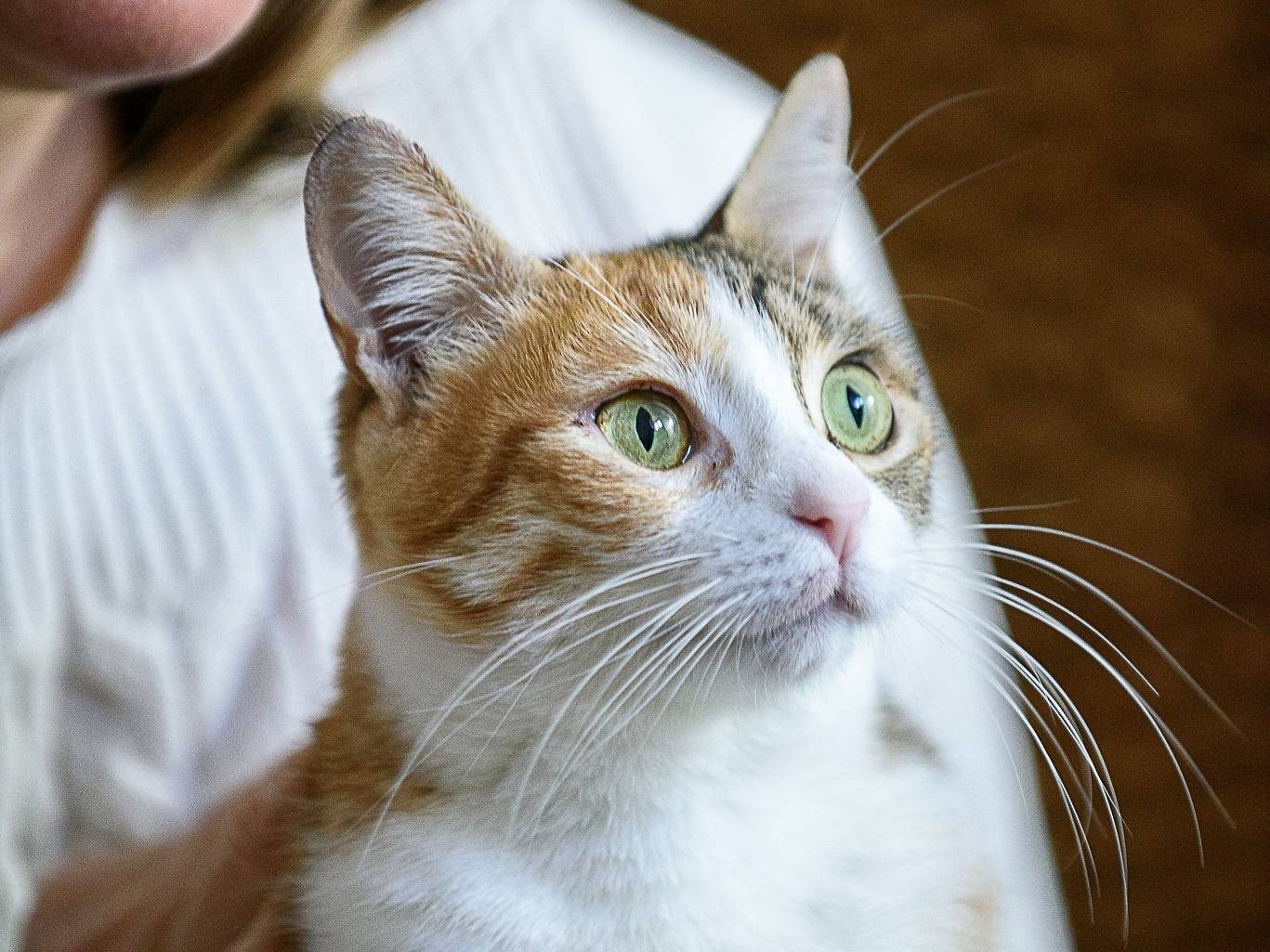 Adozione gatto, femmina, Razza sconosciuta Razza sconosciuta, 1 anno e 7 mesi, taglia non valida, Genova