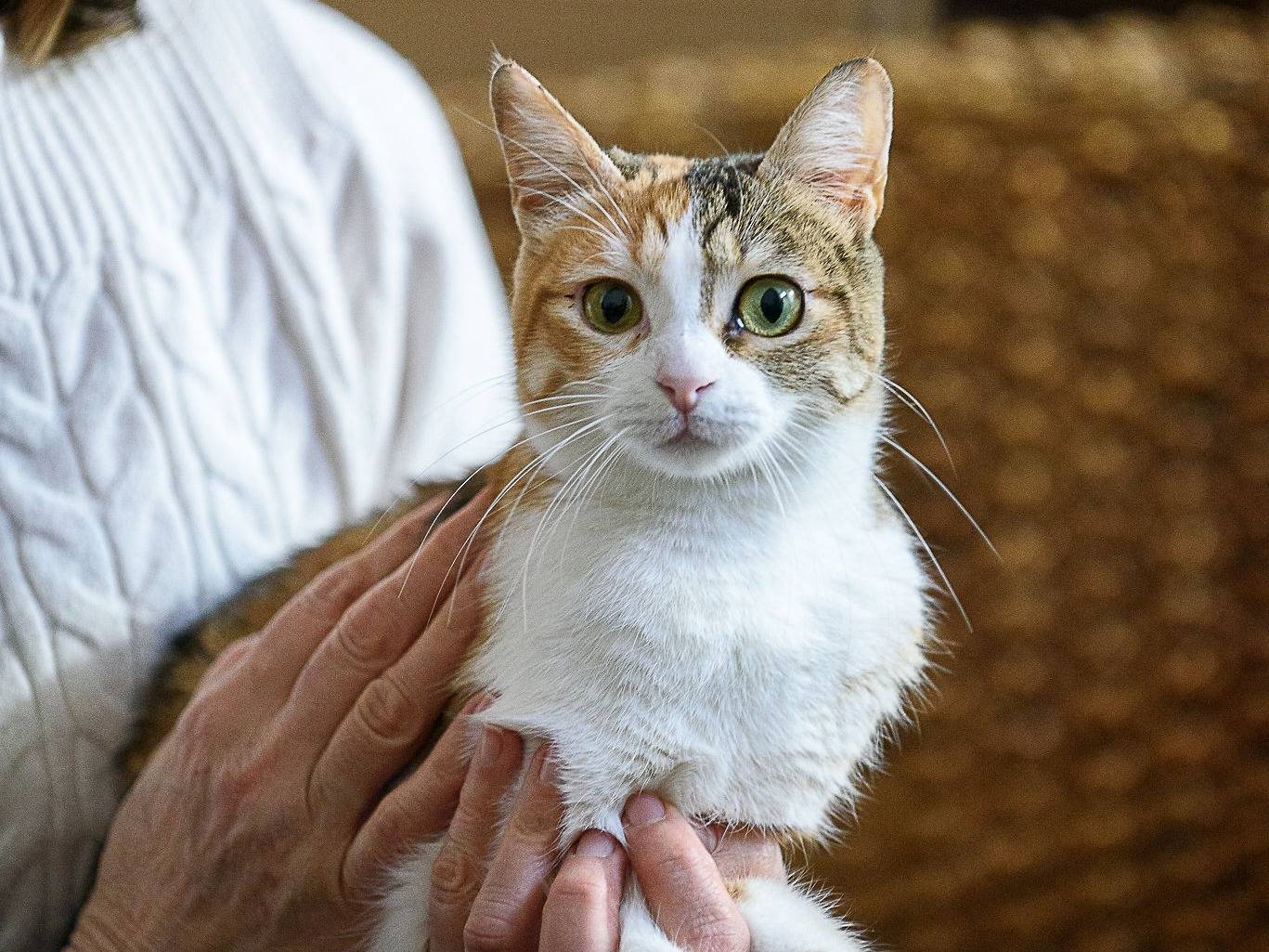 Vuoi adottare un gatto a Genova?
