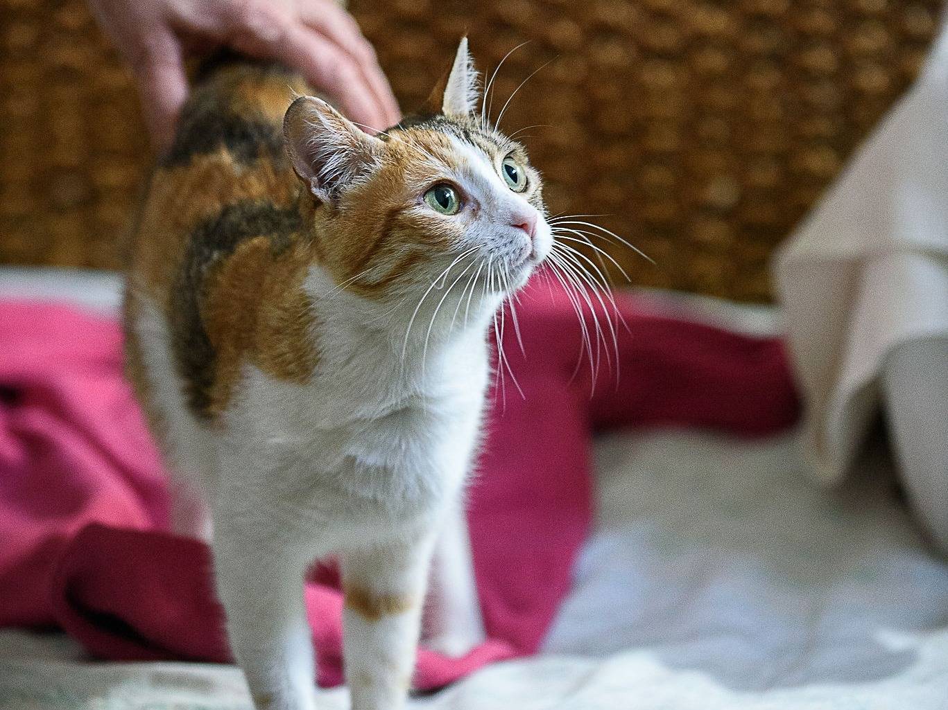Adotta un gatto, femmina, 1 anno e 7 mesi, Genova