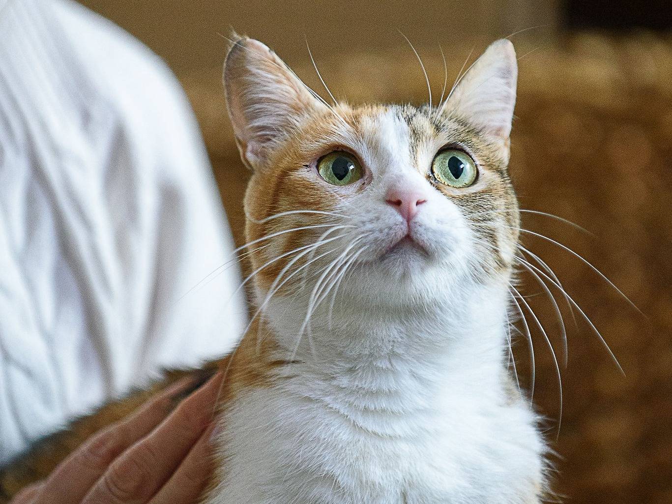 Adotta il gatto Maggie  a Genova