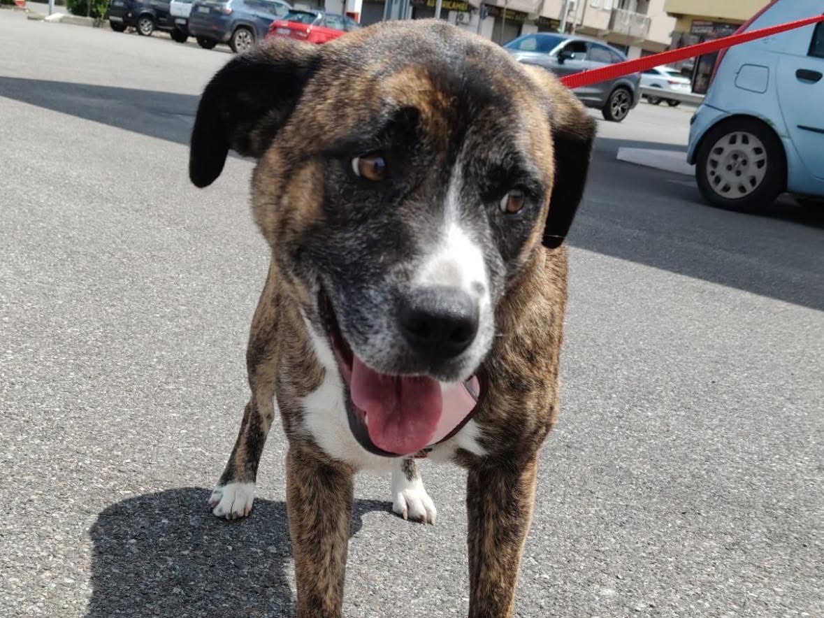 Adozione cane, femmina, Razza sconosciuta Razza sconosciuta, 3 anni e 8 mesi, taglia media, Lucca