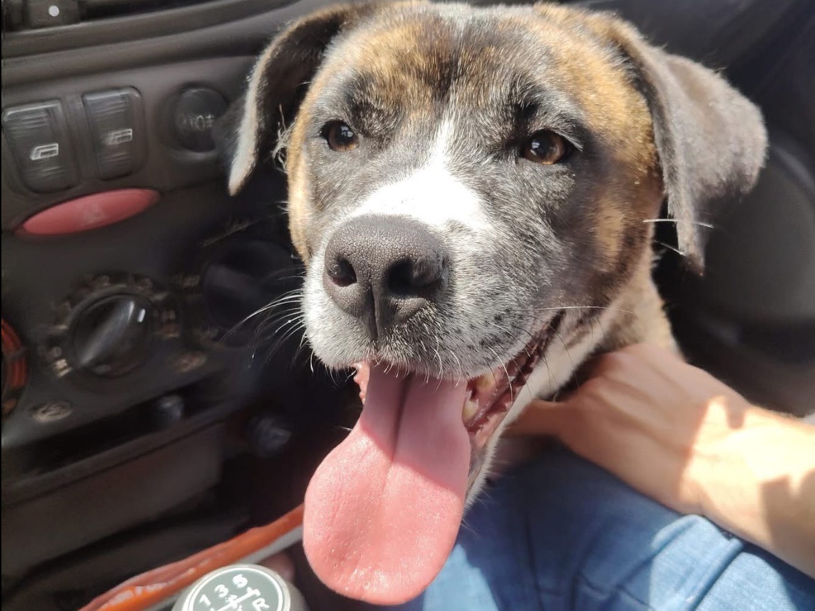 Adotta un cane, femmina, 3 anni e 8 mesi, Lucca
