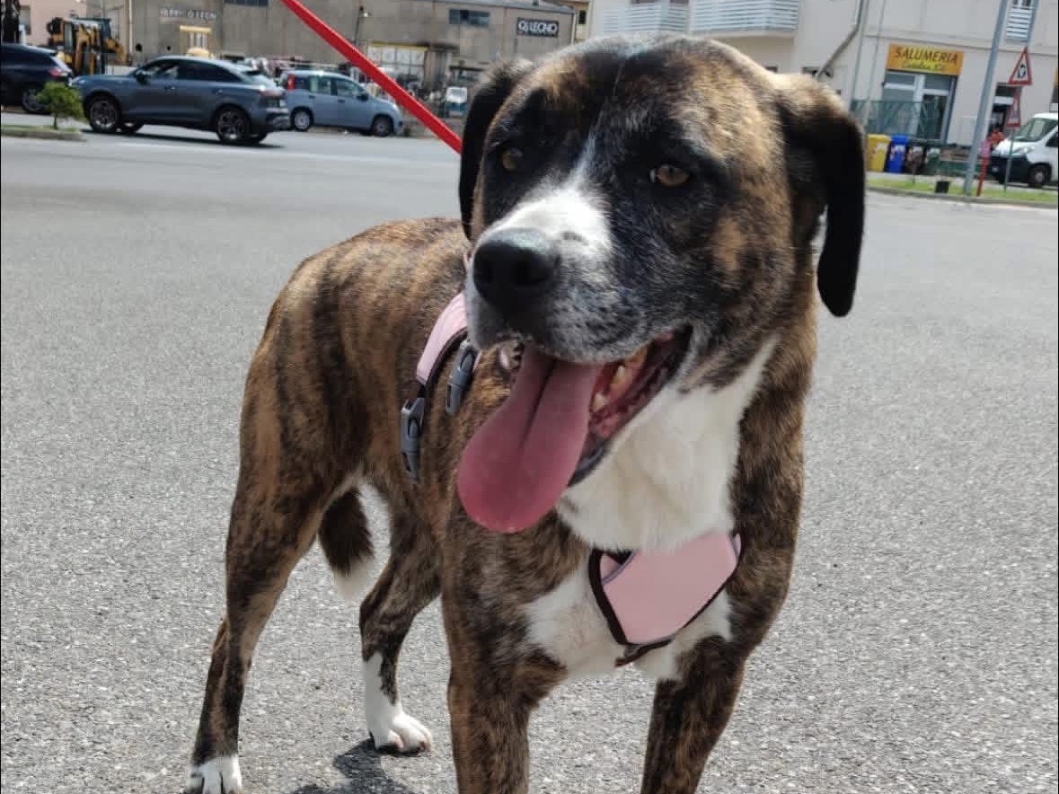 Adotta un cane, taglia media, femmina, Lucca