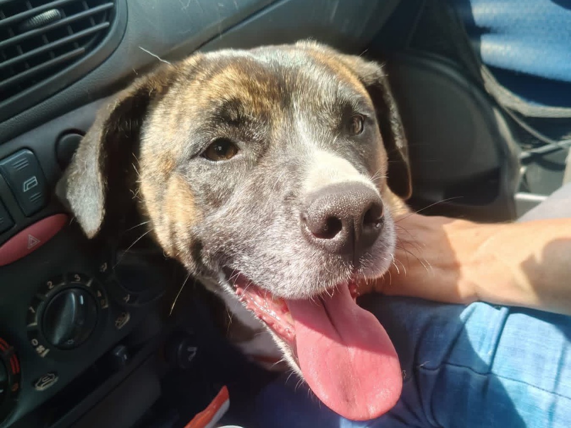 Vuoi adottare un cane a Lucca?