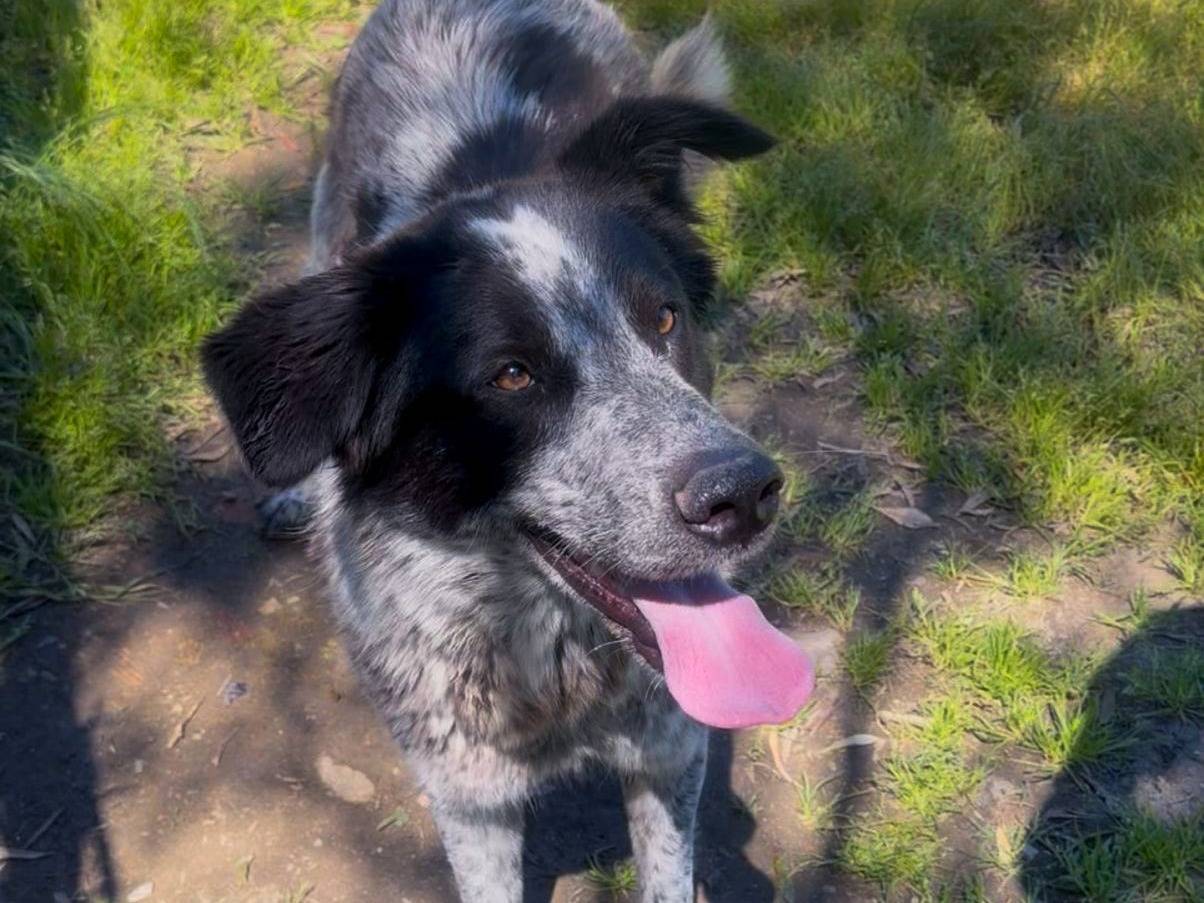 Adozione cane, femmina, Razza sconosciuta Razza sconosciuta, 1 anno e 5 mesi, taglia media, Crotone