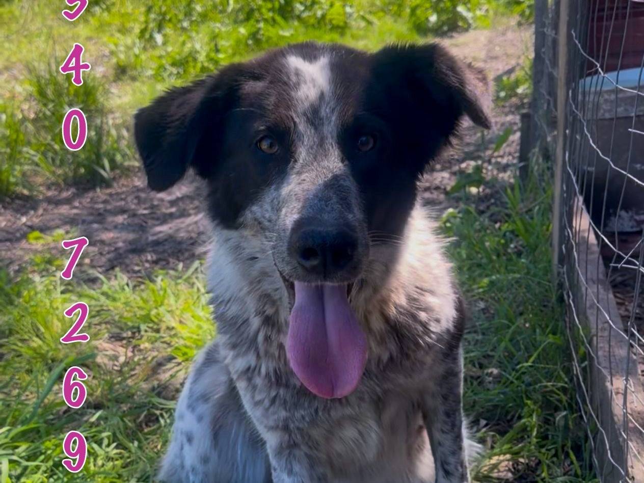 Adotta un cane, femmina, 1 anno e 5 mesi, Crotone