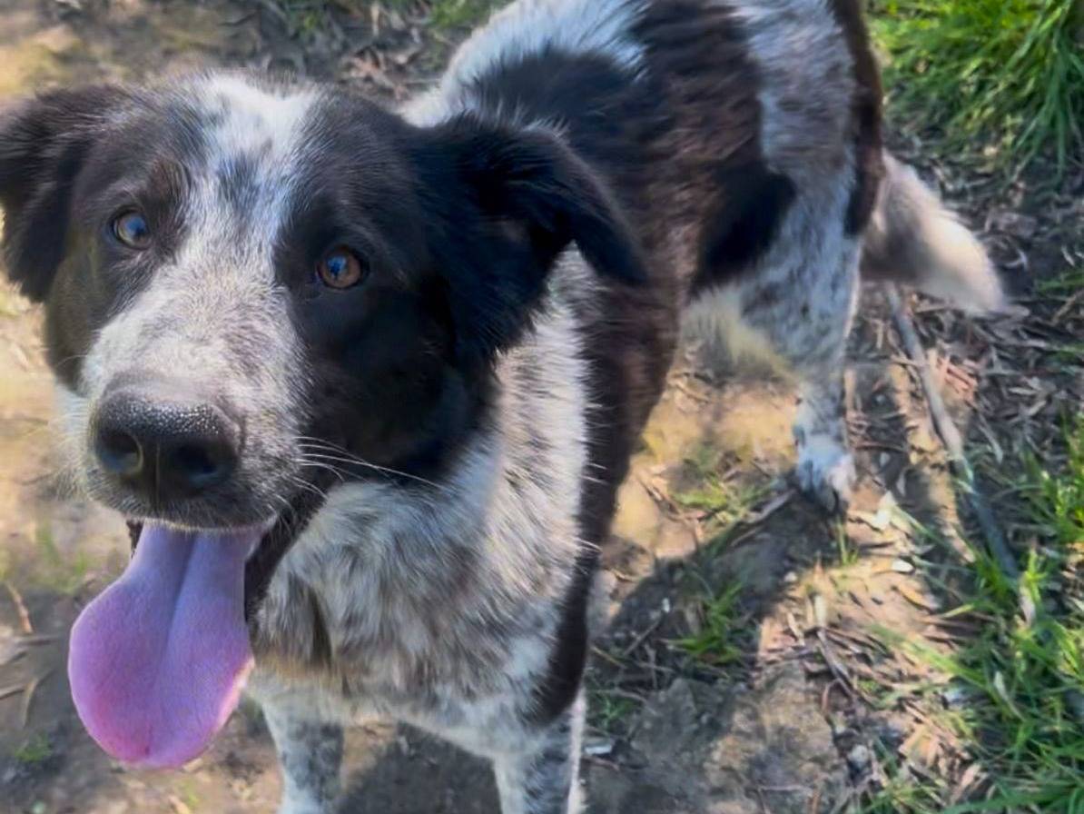 Adotta un cane, taglia media, femmina, Crotone