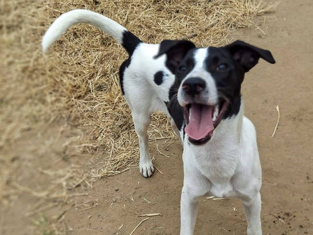 Adotta un cane, taglia media, maschio, Crotone